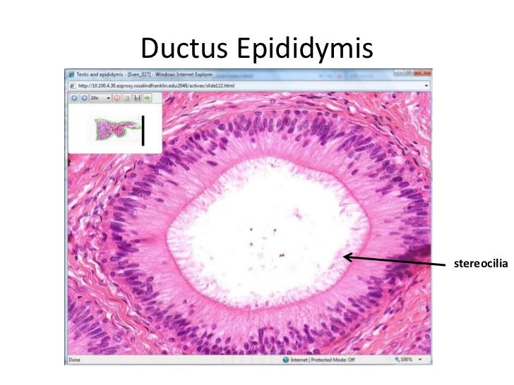 The Reproductive System Ppt