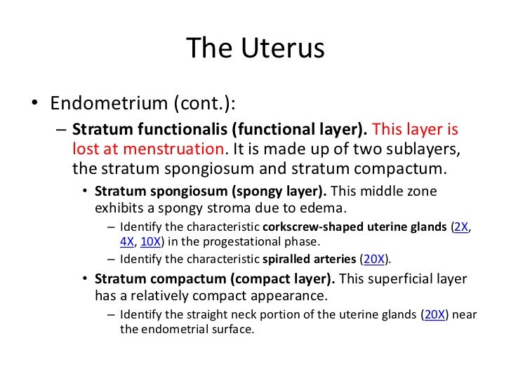 The reproductive system ppt