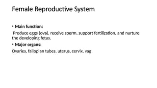 Reproductive Main Function Comprehensive Overview of the Human Reproductive System and Its ...