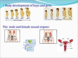 Body d evelopment  of  boys and girls: The  male and  female sexual organs: 