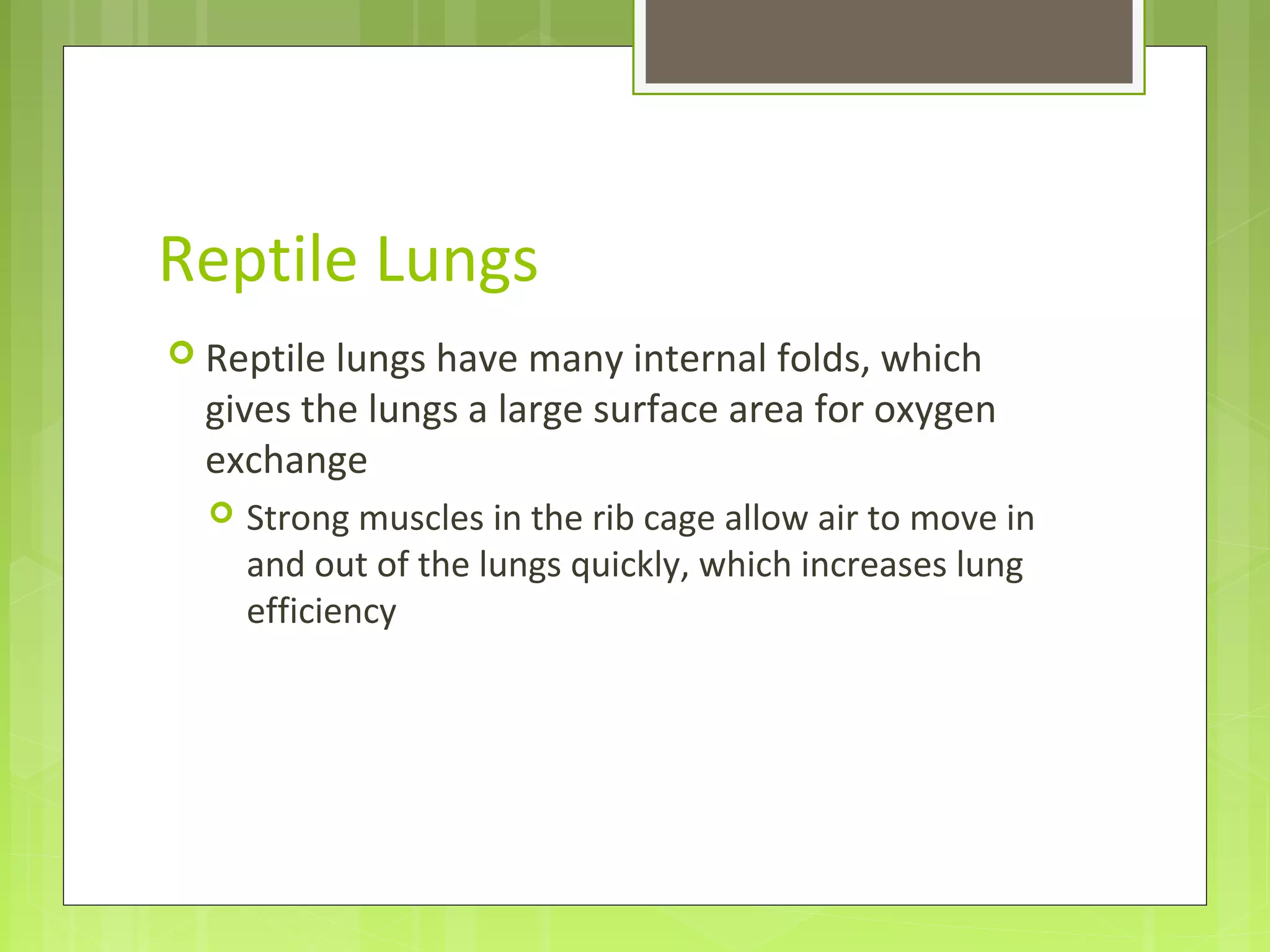 Reptile Lungs
 Reptile lungs have many internal folds, which
gives the lungs a large surface area for oxygen
exchange
 Strong muscles in the rib cage allow air to move in
and out of the lungs quickly, which increases lung
efficiency
 