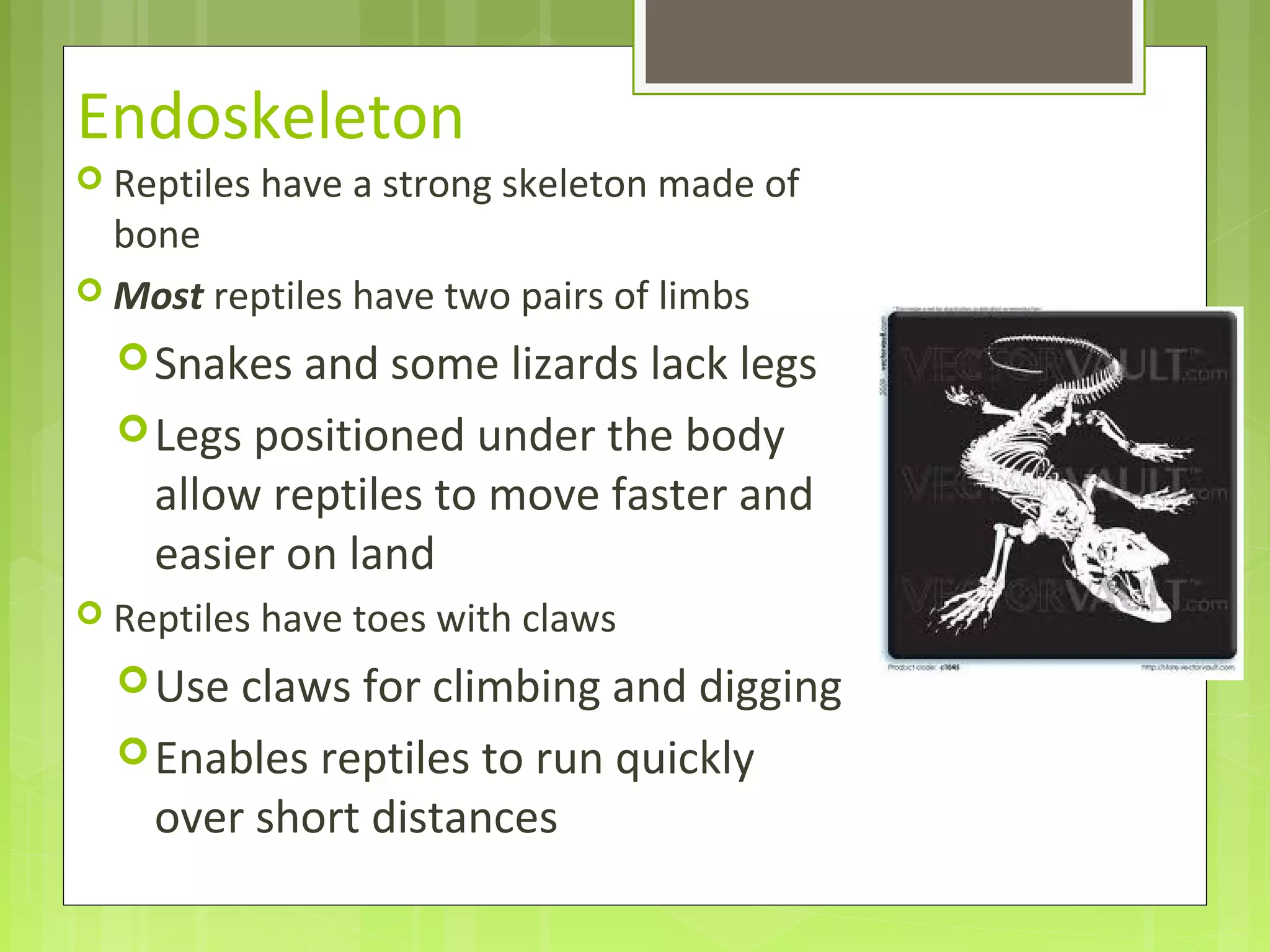 Endoskeleton
 Reptiles have a strong skeleton made of
bone
 Most reptiles have two pairs of limbs
Snakes and some lizards lack legs
Legs positioned under the body
allow reptiles to move faster and
easier on land
 Reptiles have toes with claws
Use claws for climbing and digging
Enables reptiles to run quickly
over short distances
 
