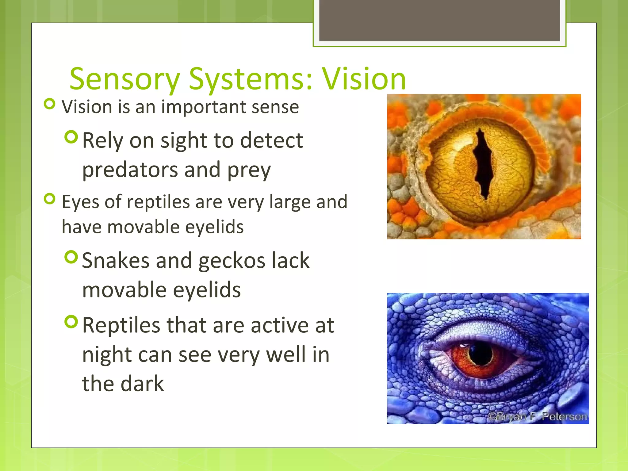 Sensory Systems: Vision
 Vision is an important sense
Rely on sight to detect
predators and prey
 Eyes of reptiles are very large and
have movable eyelids
Snakes and geckos lack
movable eyelids
Reptiles that are active at
night can see very well in
the dark
 