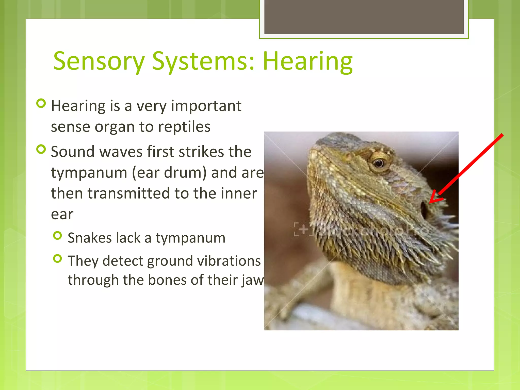 Sensory Systems: Hearing
 Hearing is a very important
sense organ to reptiles
 Sound waves first strikes the
tympanum (ear drum) and are
then transmitted to the inner
ear
 Snakes lack a tympanum
 They detect ground vibrations
through the bones of their jaw
 