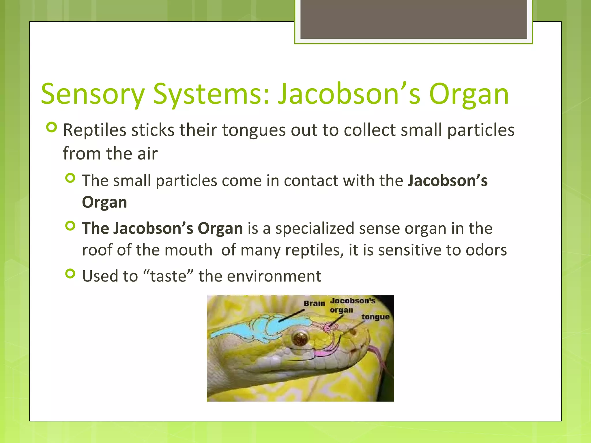 Sensory Systems: Jacobson’s Organ
 Reptiles sticks their tongues out to collect small particles
from the air
 The small particles come in contact with the Jacobson’s
Organ
 The Jacobson’s Organ is a specialized sense organ in the
roof of the mouth of many reptiles, it is sensitive to odors
 Used to “taste” the environment
 
