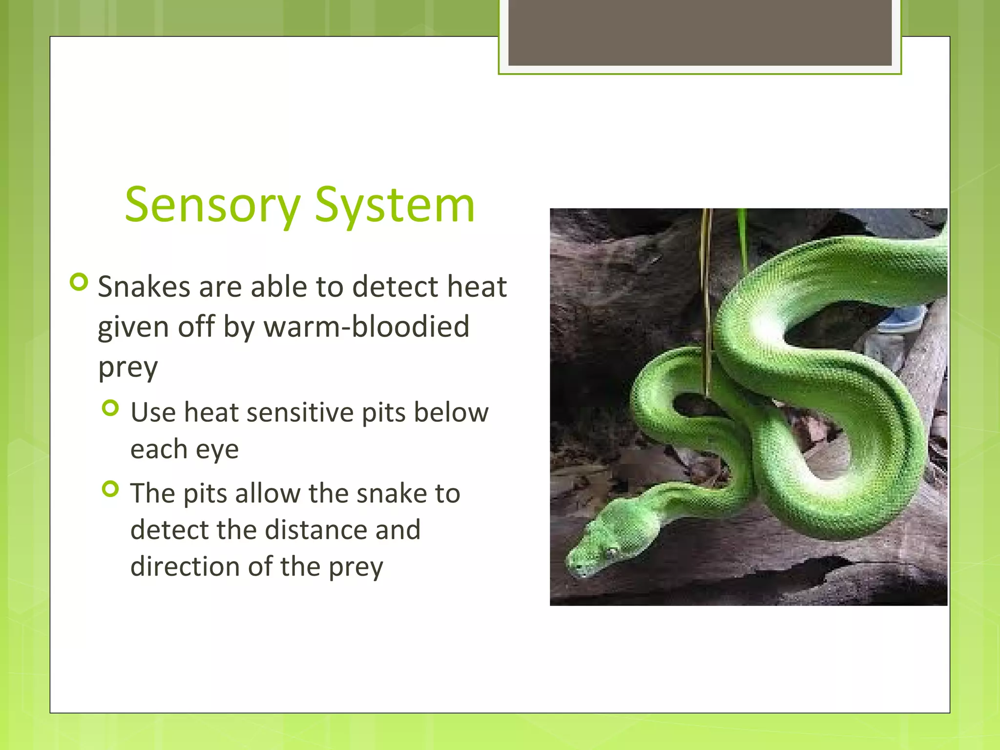 Sensory System
 Snakes are able to detect heat
given off by warm-bloodied
prey
 Use heat sensitive pits below
each eye
 The pits allow the snake to
detect the distance and
direction of the prey
 