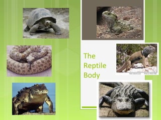 The
Reptile
Body
 