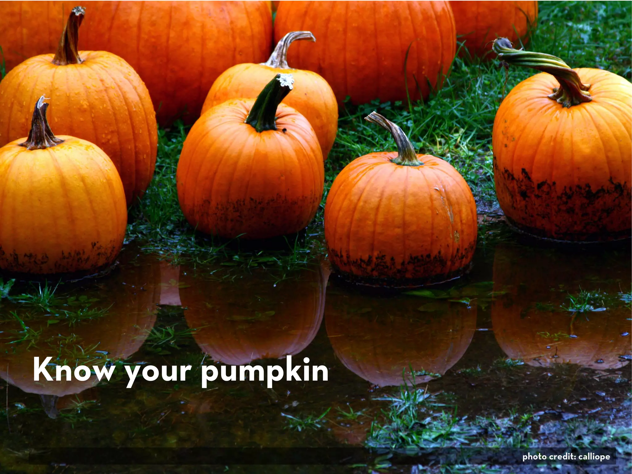 Know your pumpkin
photo credit: calliope
