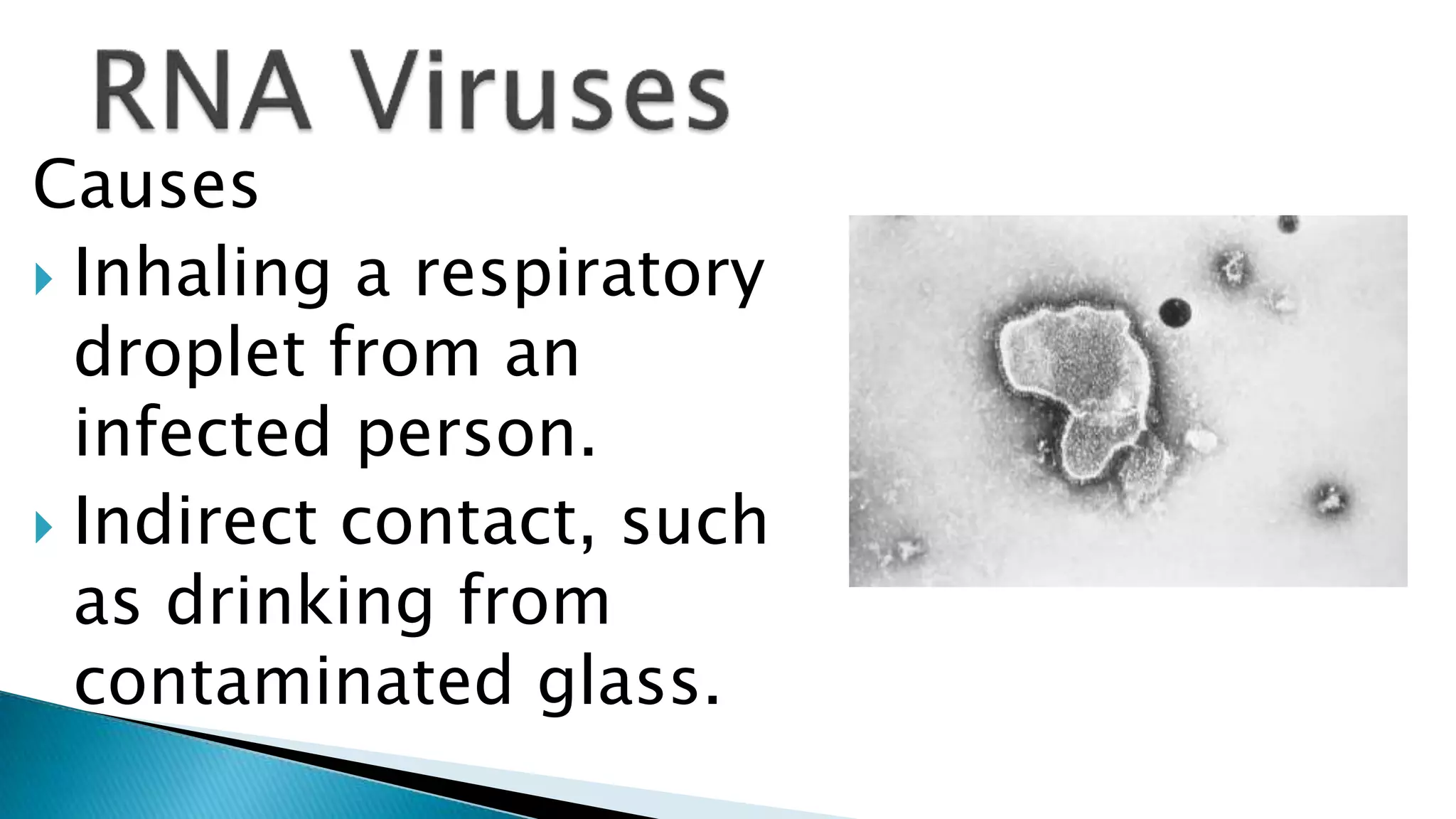 Causes
Inhaling a respiratory
droplet from an
infected person.
Indirect contact, such
as drinking from
contaminated glass.