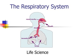 The Respiratory System Life Science 