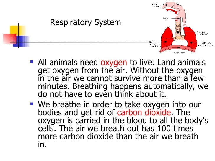 Why Do We Need Oxygen To Live