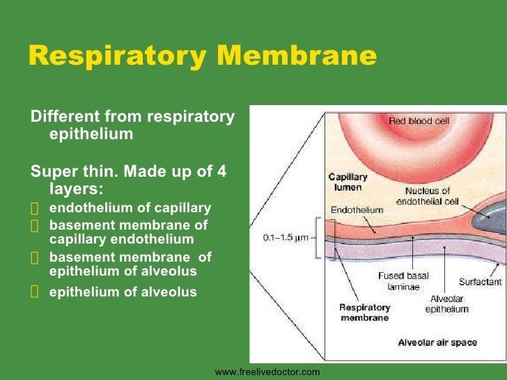 the respiratory system 17 728