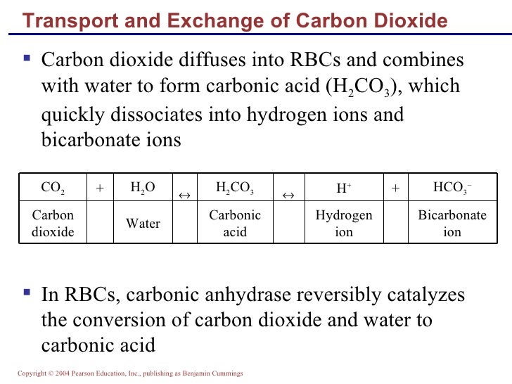 the respiratory system carbon dioxide combines with water to form carbonic acid