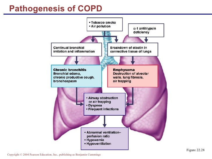 The Respiratory System