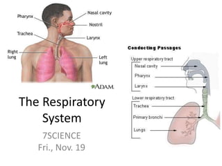 The Respiratory
System
7SCIENCE
Fri., Nov. 19
 