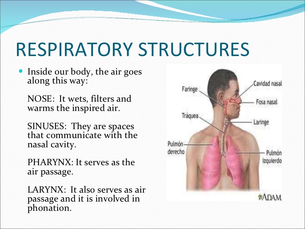 The respiratory system