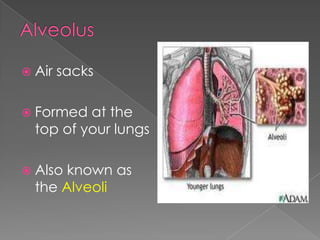 AlveolusAir sacksFormed at the top of your lungsAlso known as the Alveoli