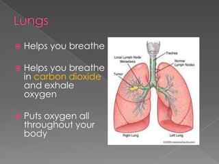 LungsHelps you breatheHelps you breathe in carbon dioxide and exhale oxygenPuts oxygen all throughout your body