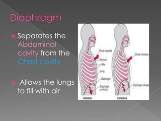 DiaphragmSeparates the Abdominal cavity from the Chest cavity Allows the lungs to fill with air