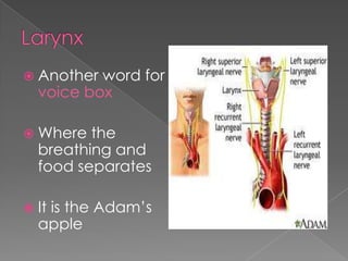 LarynxAnother word for  voice boxWhere the breathing and  food separatesIt is the Adam’s apple