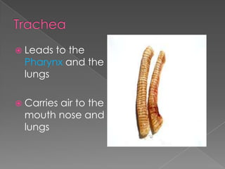 TracheaLeads to the Pharynx and the lungsCarries air to the mouth nose and lungs 