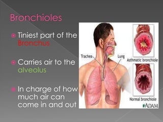 BronchiolesTiniest part of the BronchusCarries air to the alveolusIn charge of how much air can come in and out