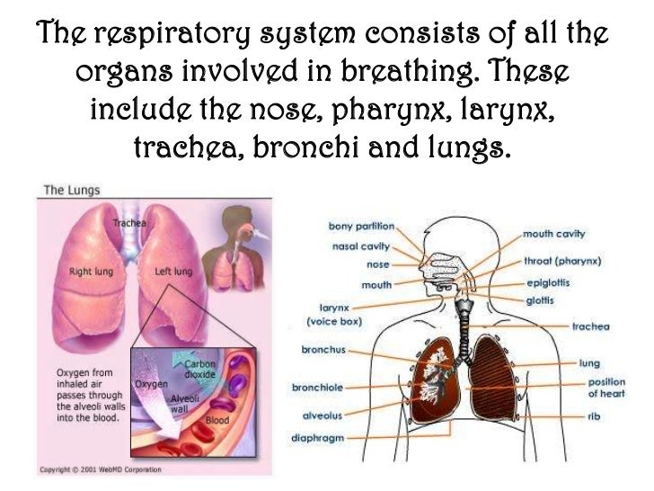 The respiratory system