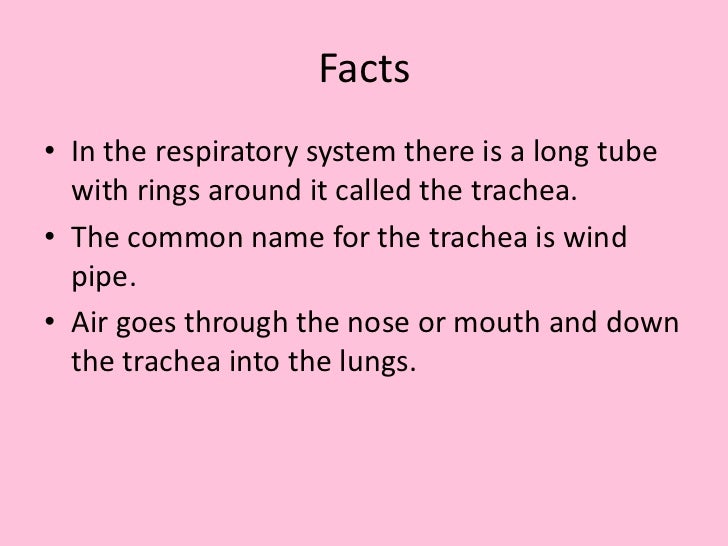 The respiratory system