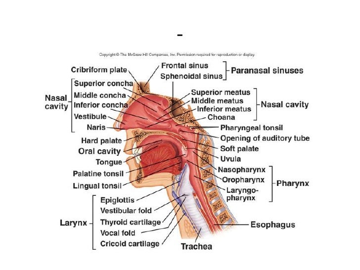 The respiratory system