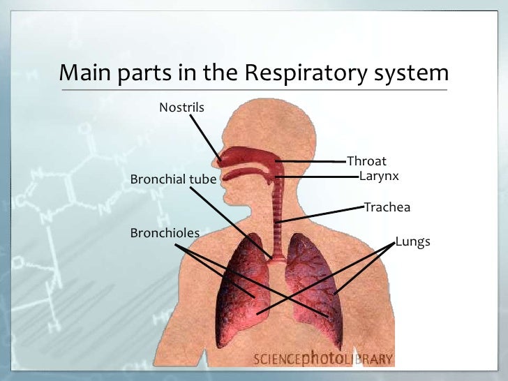 Image Result For What Are The Main Parts Of The Respiratory System Image Result For What Are The Main Parts Of The Respiratory System