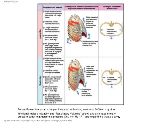 The respiratory system