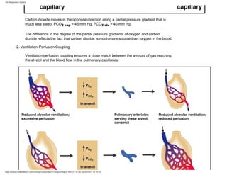 The respiratory system | PDF
