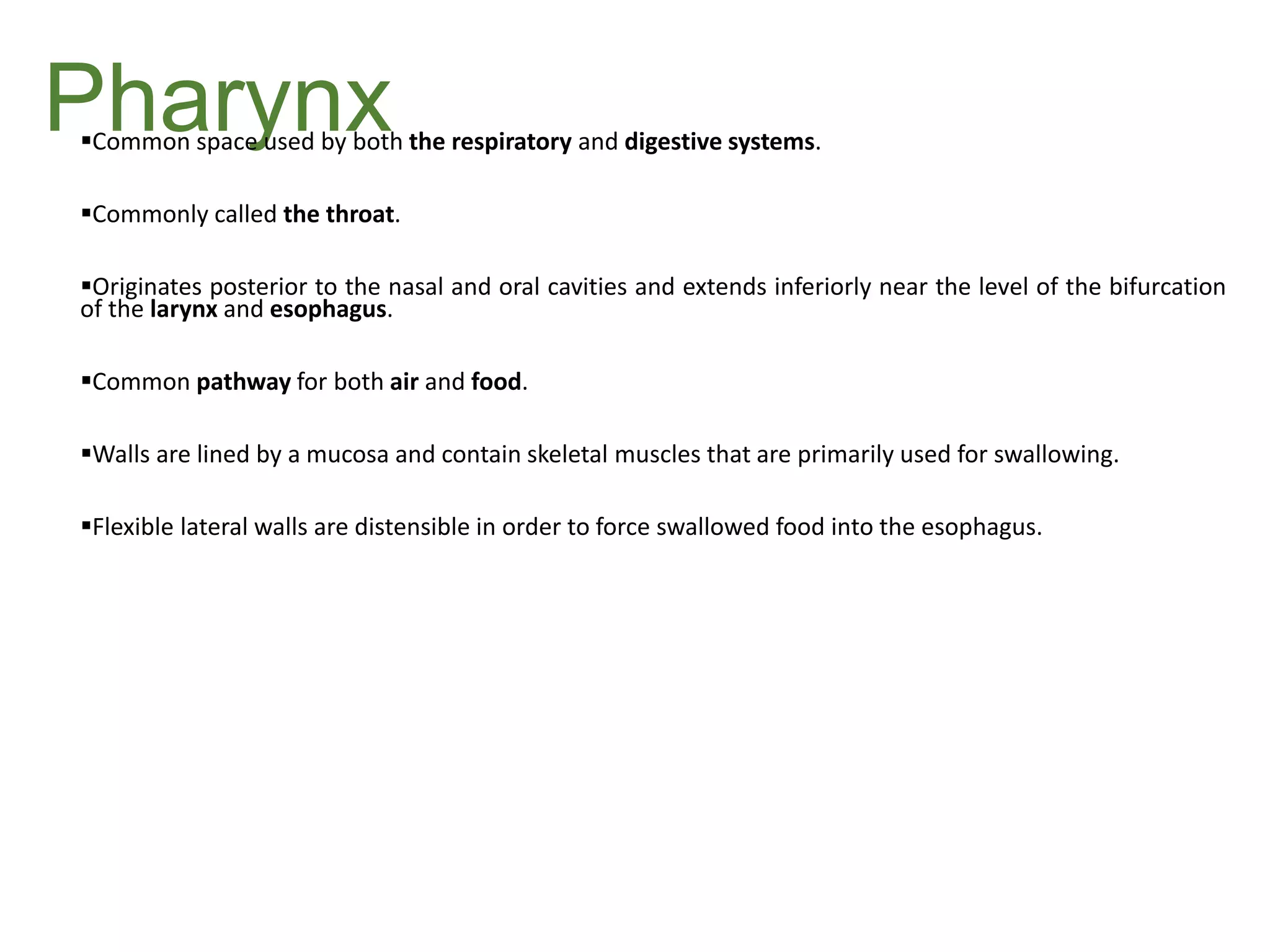 PharynxCommon space used by both the respiratory and digestive systems.
Commonly called the throat.
Originates posterior to the nasal and oral cavities and extends inferiorly near the level of the bifurcation
of the larynx and esophagus.
Common pathway for both air and food.
Walls are lined by a mucosa and contain skeletal muscles that are primarily used for swallowing.
Flexible lateral walls are distensible in order to force swallowed food into the esophagus.
 