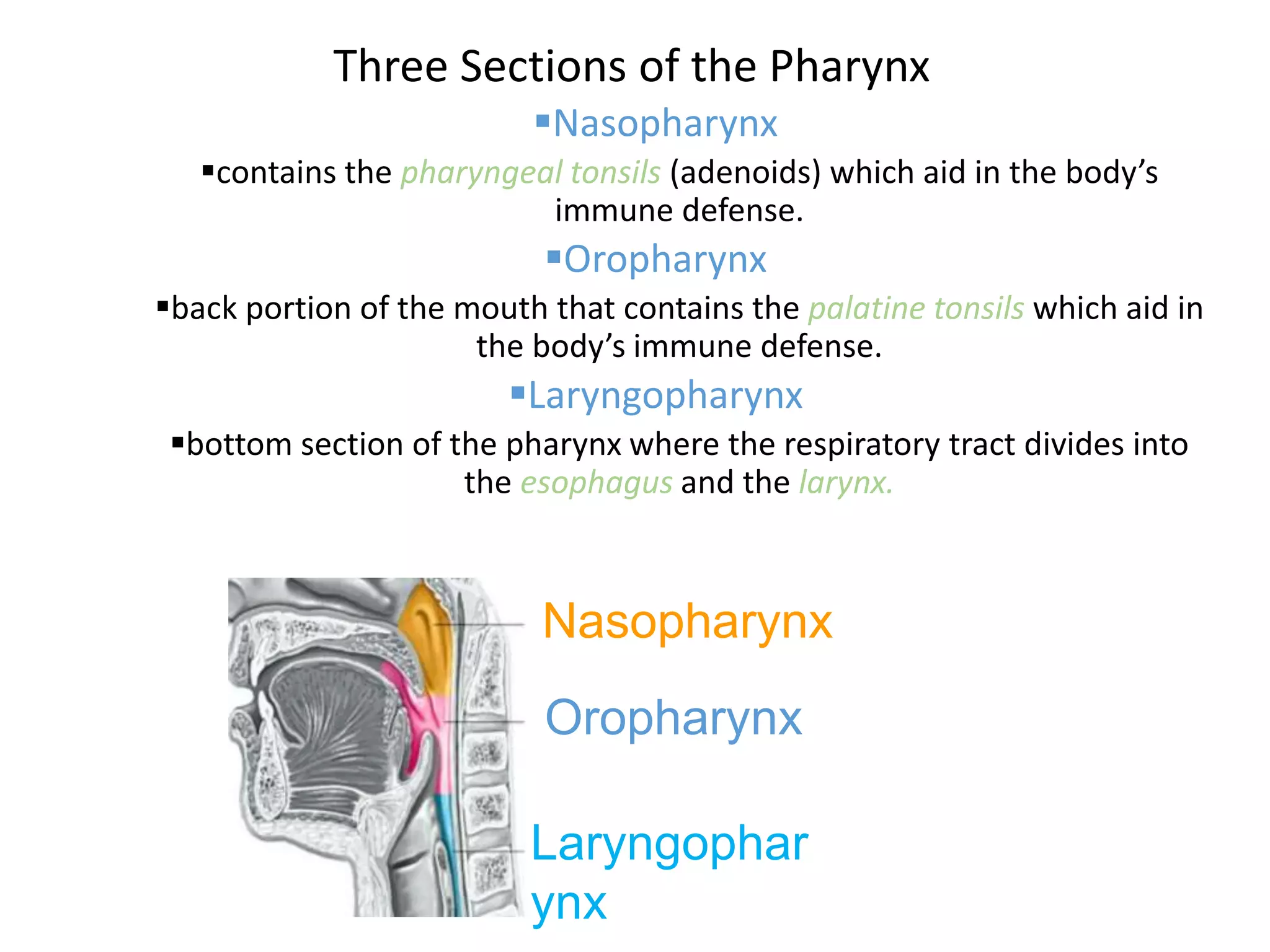 Three Sections of the Pharynx
Nasopharynx
contains the pharyngeal tonsils (adenoids) which aid in the body’s
immune defense.
Oropharynx
back portion of the mouth that contains the palatine tonsils which aid in
the body’s immune defense.
Laryngopharynx
bottom section of the pharynx where the respiratory tract divides into
the esophagus and the larynx.
Nasopharynx
Oropharynx
Laryngophar
ynx
 