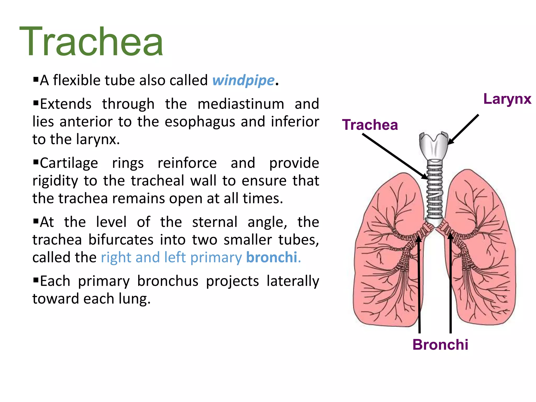 Trachea
A flexible tube also called windpipe.
Extends through the mediastinum and
lies anterior to the esophagus and inferior
to the larynx.
Cartilage rings reinforce and provide
rigidity to the tracheal wall to ensure that
the trachea remains open at all times.
At the level of the sternal angle, the
trachea bifurcates into two smaller tubes,
called the right and left primary bronchi.
Each primary bronchus projects laterally
toward each lung.
Trachea
Bronchi
Larynx
 