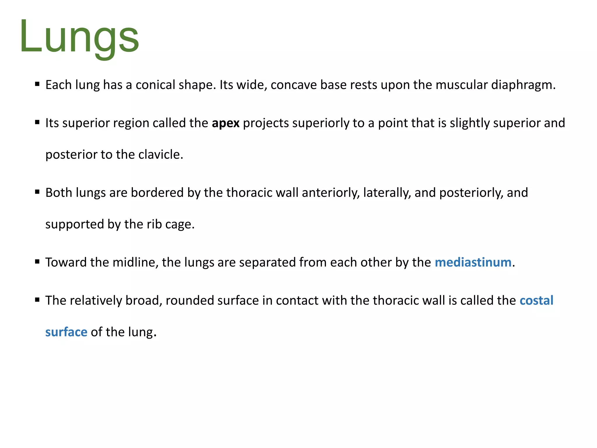 Lungs
 Each lung has a conical shape. Its wide, concave base rests upon the muscular diaphragm.
 Its superior region called the apex projects superiorly to a point that is slightly superior and
posterior to the clavicle.
 Both lungs are bordered by the thoracic wall anteriorly, laterally, and posteriorly, and
supported by the rib cage.
 Toward the midline, the lungs are separated from each other by the mediastinum.
 The relatively broad, rounded surface in contact with the thoracic wall is called the costal
surface of the lung.
 