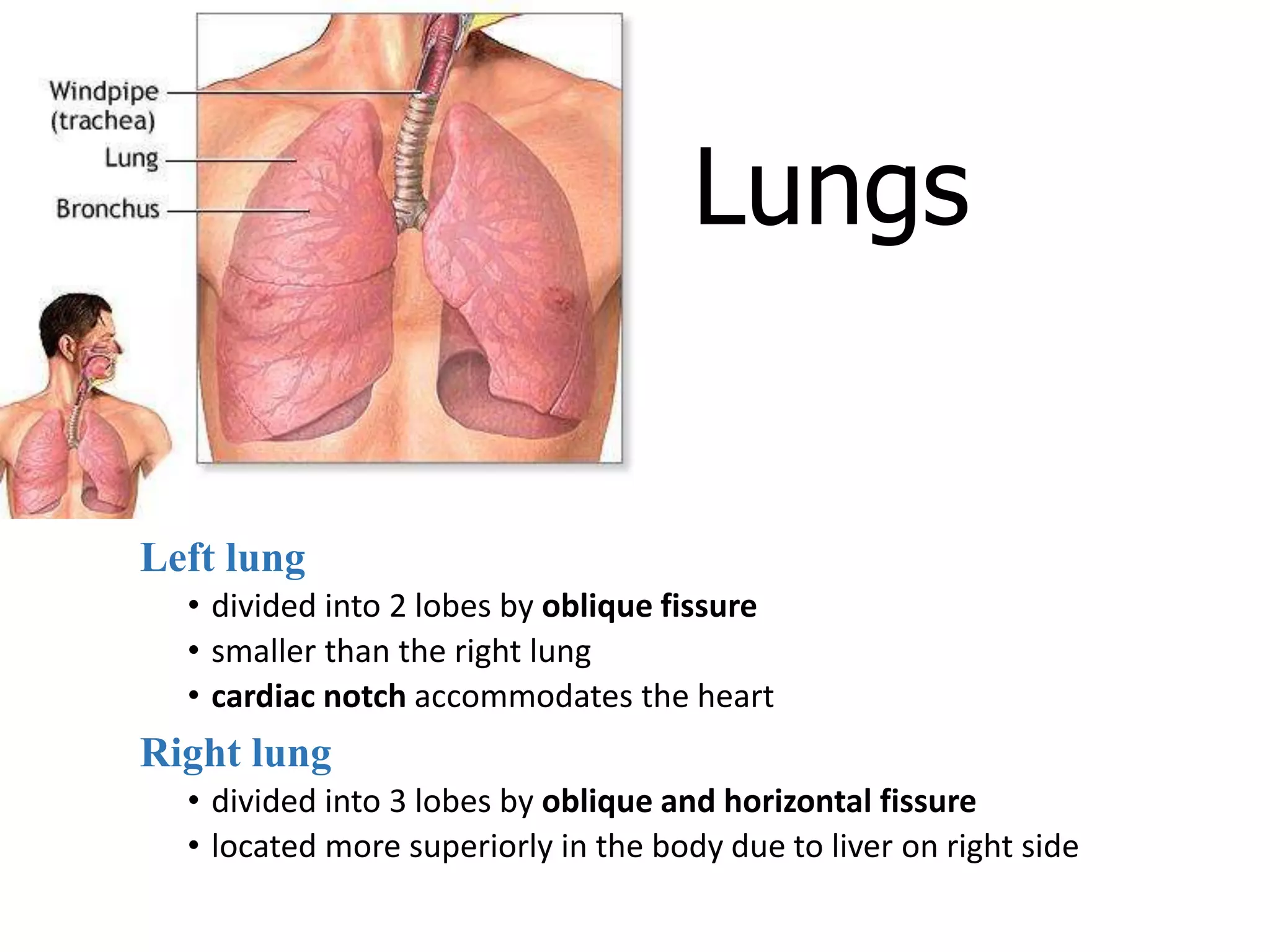 Lungs
Left lung
• divided into 2 lobes by oblique fissure
• smaller than the right lung
• cardiac notch accommodates the heart
Right lung
• divided into 3 lobes by oblique and horizontal fissure
• located more superiorly in the body due to liver on right side
 