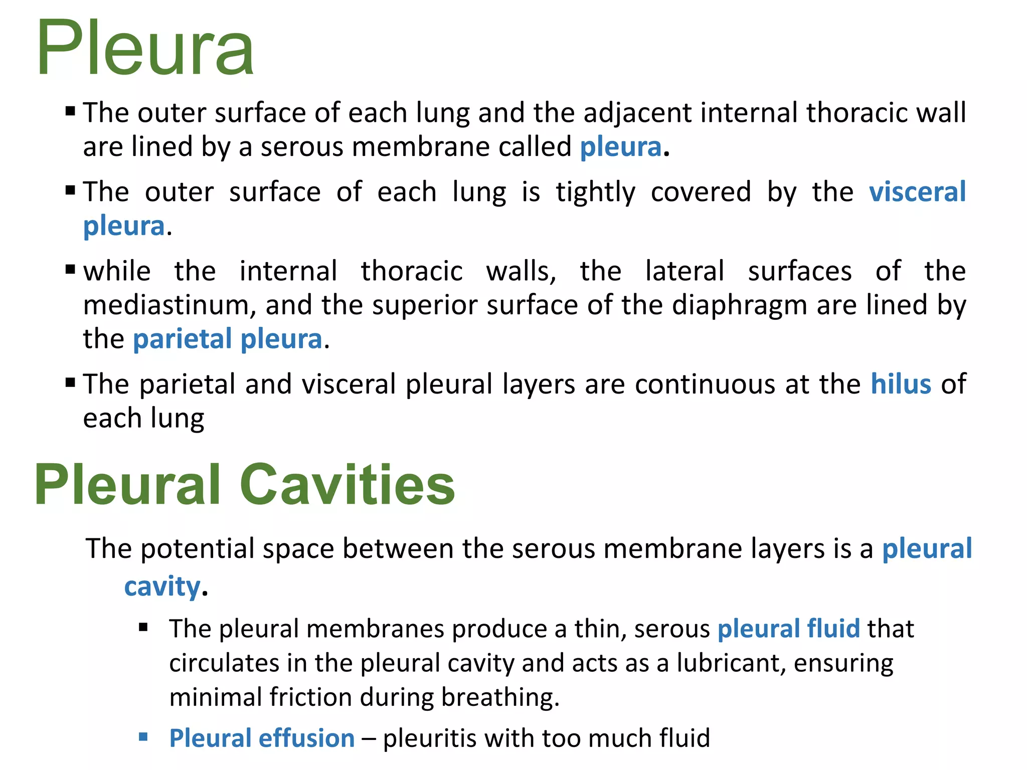 Pleura
 The outer surface of each lung and the adjacent internal thoracic wall
are lined by a serous membrane called pleura.
 The outer surface of each lung is tightly covered by the visceral
pleura.
 while the internal thoracic walls, the lateral surfaces of the
mediastinum, and the superior surface of the diaphragm are lined by
the parietal pleura.
 The parietal and visceral pleural layers are continuous at the hilus of
each lung
Pleural Cavities
The potential space between the serous membrane layers is a pleural
cavity.
 The pleural membranes produce a thin, serous pleural fluid that
circulates in the pleural cavity and acts as a lubricant, ensuring
minimal friction during breathing.
 Pleural effusion – pleuritis with too much fluid
 
