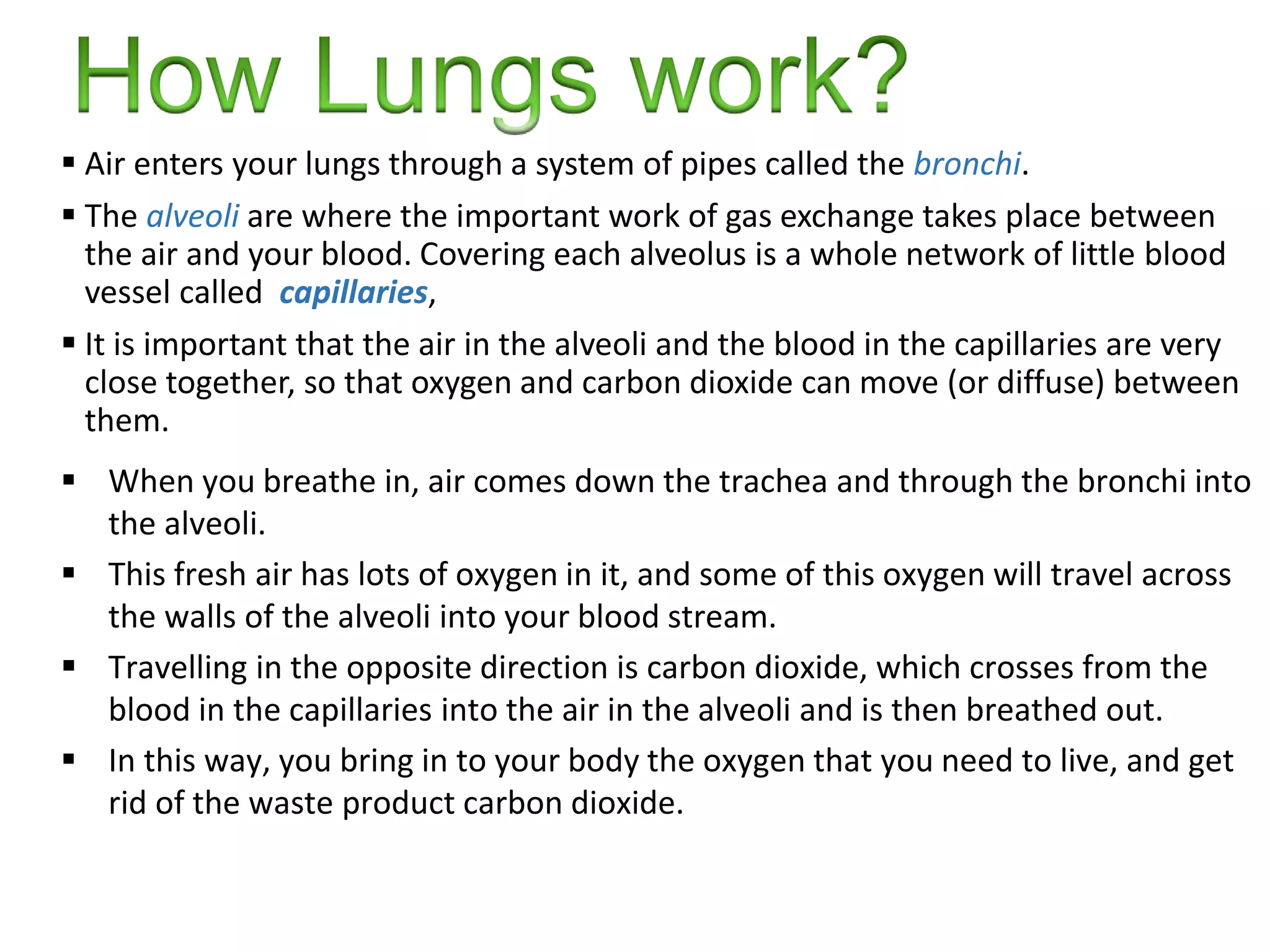  Air enters your lungs through a system of pipes called the bronchi.
 The alveoli are where the important work of gas exchange takes place between
the air and your blood. Covering each alveolus is a whole network of little blood
vessel called capillaries,
 It is important that the air in the alveoli and the blood in the capillaries are very
close together, so that oxygen and carbon dioxide can move (or diffuse) between
them.
 When you breathe in, air comes down the trachea and through the bronchi into
the alveoli.
 This fresh air has lots of oxygen in it, and some of this oxygen will travel across
the walls of the alveoli into your blood stream.
 Travelling in the opposite direction is carbon dioxide, which crosses from the
blood in the capillaries into the air in the alveoli and is then breathed out.
 In this way, you bring in to your body the oxygen that you need to live, and get
rid of the waste product carbon dioxide.
 