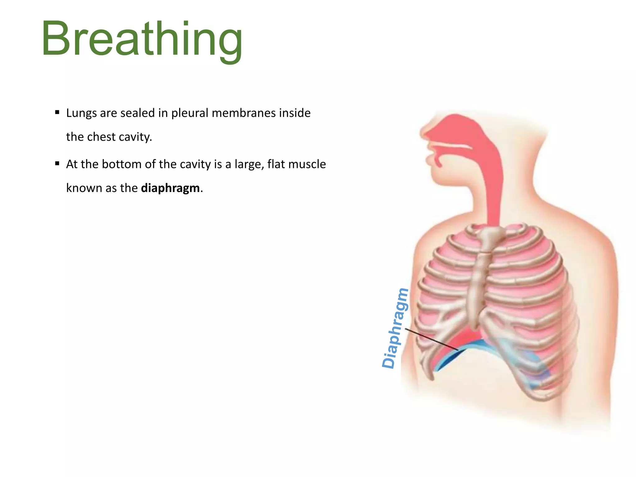 Breathing
 Lungs are sealed in pleural membranes inside
the chest cavity.
 At the bottom of the cavity is a large, flat muscle
known as the diaphragm.
 