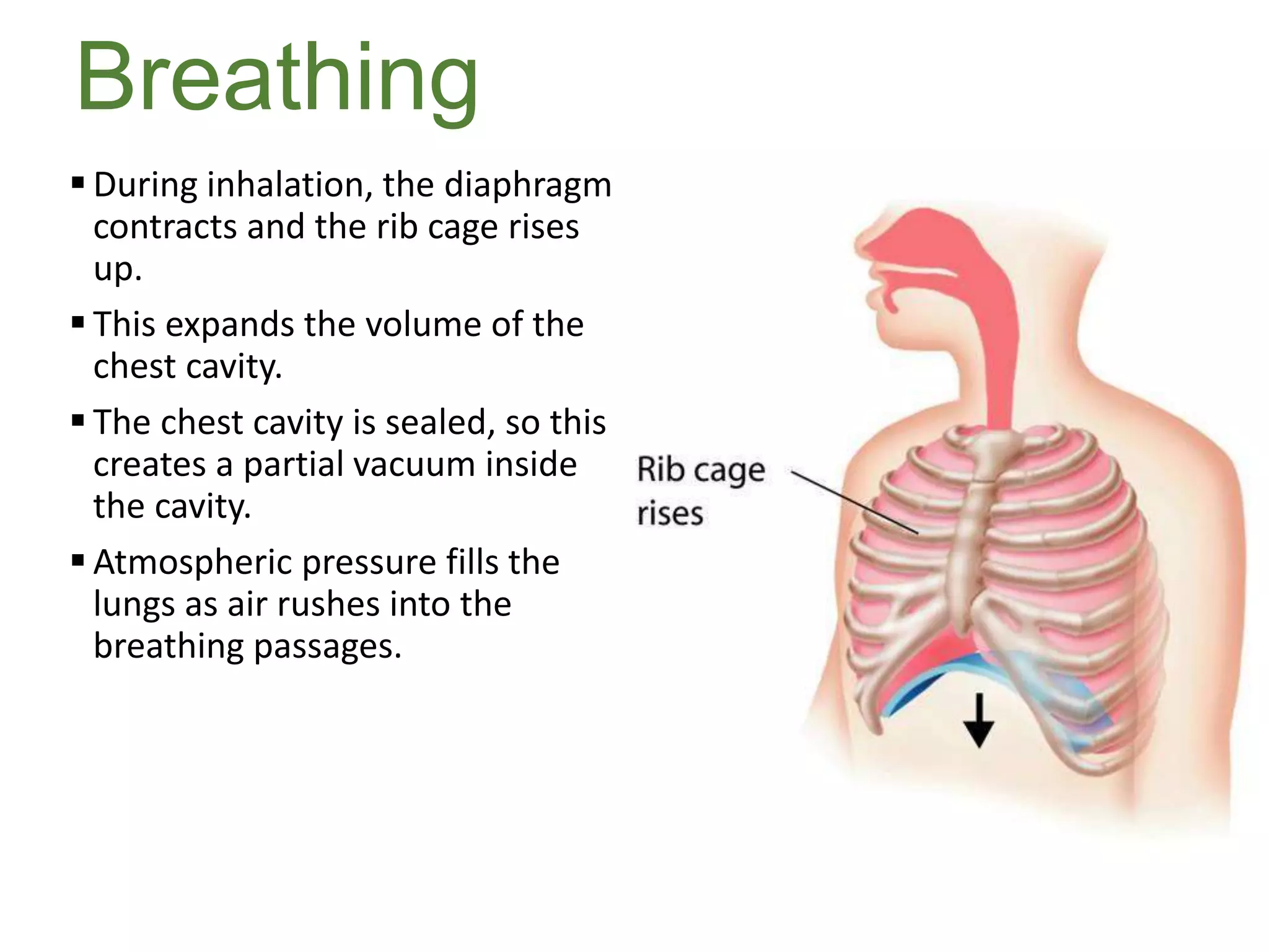 Breathing
 During inhalation, the diaphragm
contracts and the rib cage rises
up.
 This expands the volume of the
chest cavity.
 The chest cavity is sealed, so this
creates a partial vacuum inside
the cavity.
 Atmospheric pressure fills the
lungs as air rushes into the
breathing passages.
 