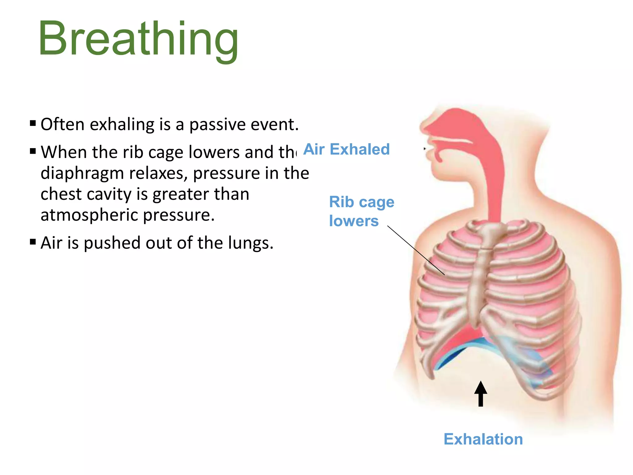 Breathing
 Often exhaling is a passive event.
 When the rib cage lowers and the
diaphragm relaxes, pressure in the
chest cavity is greater than
atmospheric pressure.
 Air is pushed out of the lungs.
Exhalation
Rib cage
lowers
Air Exhaled
 