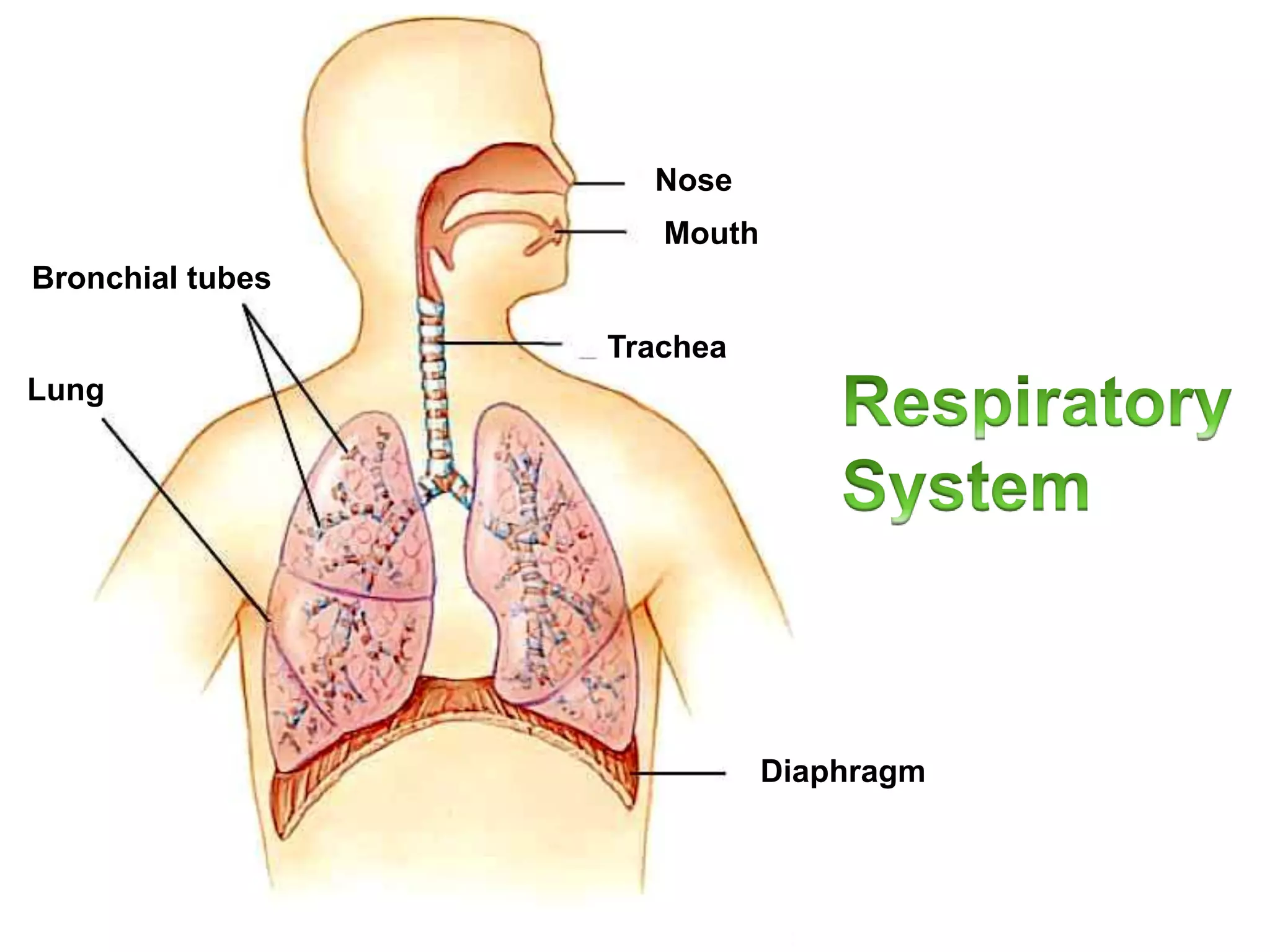 Lung
Bronchial tubes
Nose
Mouth
Trachea
Diaphragm
 