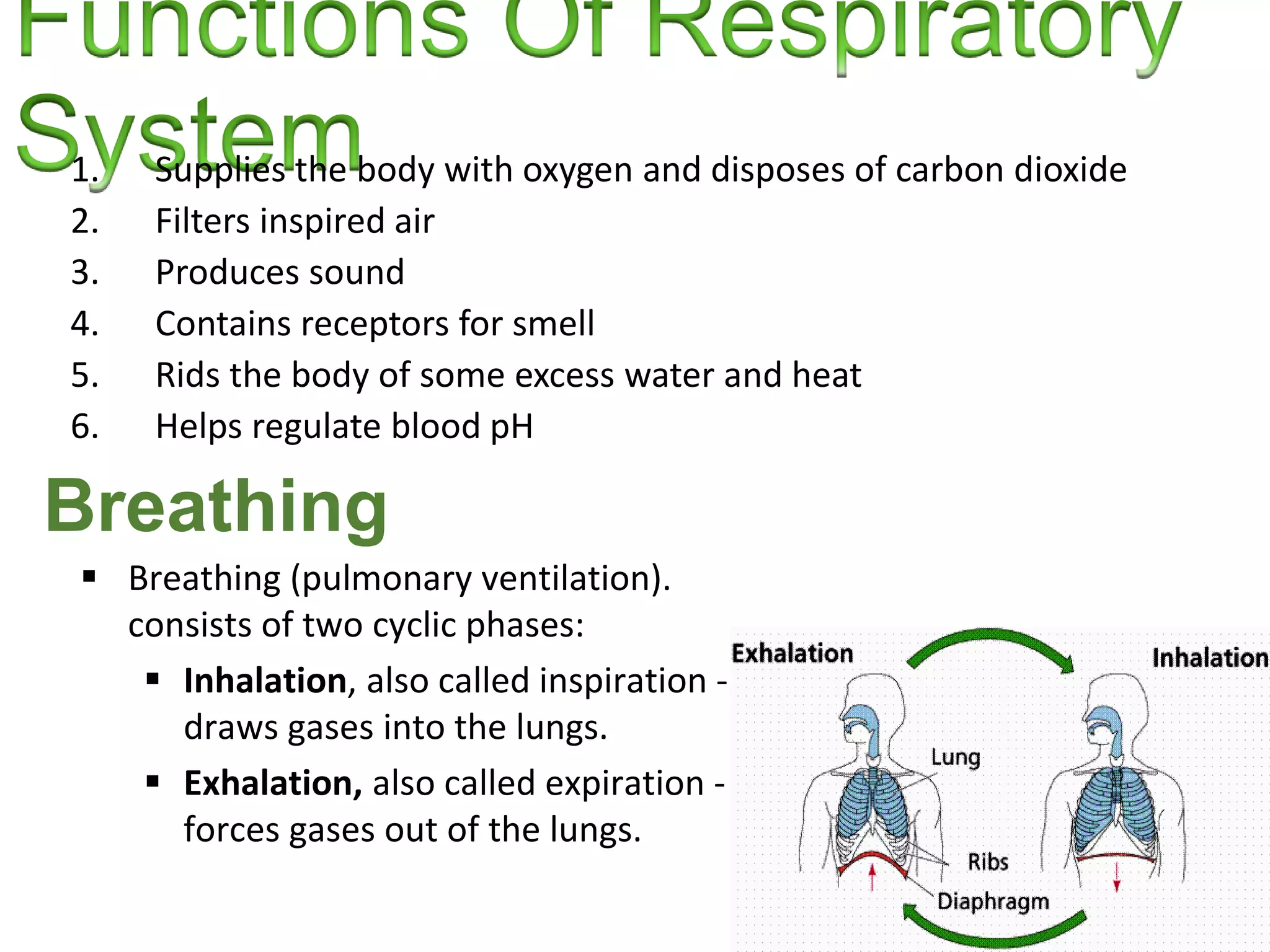 1. Supplies the body with oxygen and disposes of carbon dioxide
2. Filters inspired air
3. Produces sound
4. Contains receptors for smell
5. Rids the body of some excess water and heat
6. Helps regulate blood pH
Breathing
 Breathing (pulmonary ventilation).
consists of two cyclic phases:
 Inhalation, also called inspiration -
draws gases into the lungs.
 Exhalation, also called expiration -
forces gases out of the lungs.
 