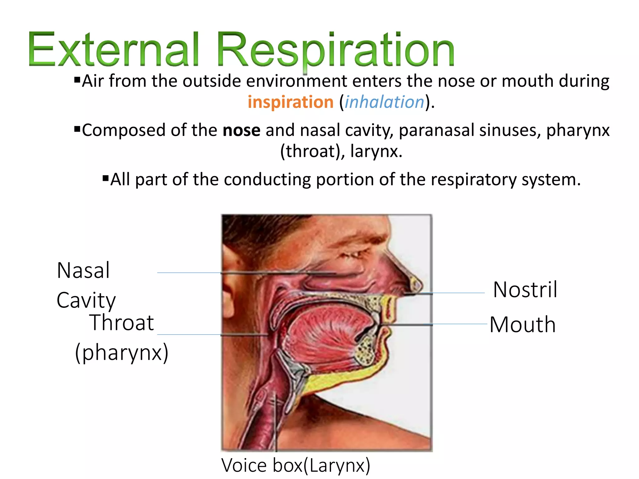 Air from the outside environment enters the nose or mouth during
inspiration (inhalation).
Composed of the nose and nasal cavity, paranasal sinuses, pharynx
(throat), larynx.
All part of the conducting portion of the respiratory system.
Nostril
Mouth
Nasal
Cavity
Throat
(pharynx)
Voice box(Larynx)
 