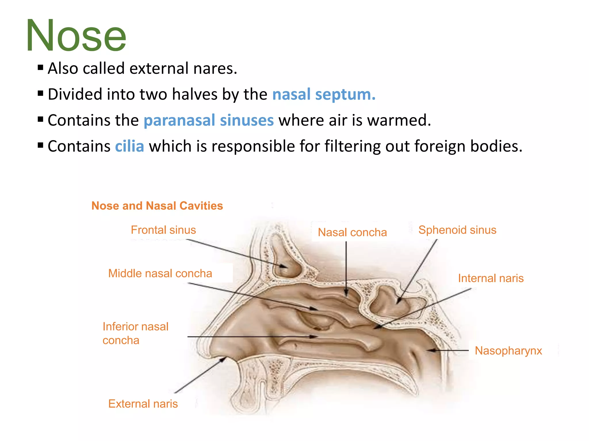 Nose
 Also called external nares.
 Divided into two halves by the nasal septum.
 Contains the paranasal sinuses where air is warmed.
 Contains cilia which is responsible for filtering out foreign bodies.
Nose and Nasal Cavities
Nasal concha Sphenoid sinus
Internal naris
Nasopharynx
External naris
Frontal sinus
Middle nasal concha
Inferior nasal
concha
 