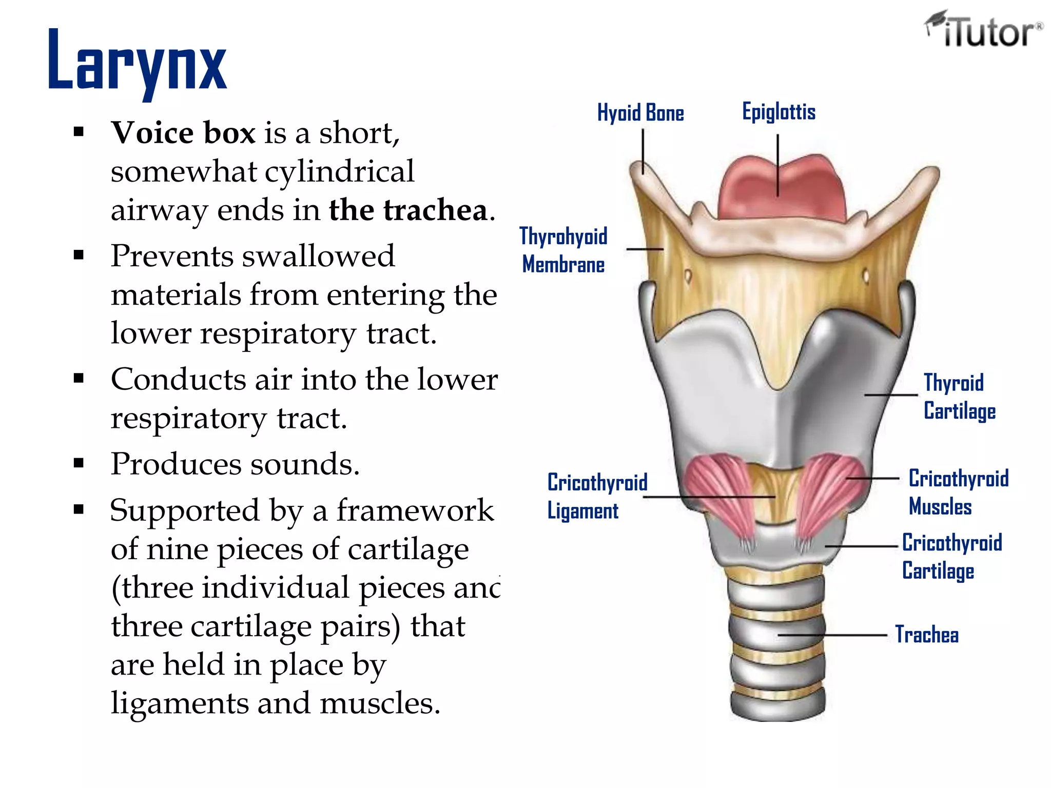 Larynx
 Voice box is a short,
somewhat cylindrical
airway ends in the trachea.
 Prevents swallowed
materials from entering the
lower respiratory tract.
 Conducts air into the lower
respiratory tract.
 Produces sounds.
 Supported by a framework
of nine pieces of cartilage
(three individual pieces and
three cartilage pairs) that
are held in place by
ligaments and muscles.
Hyoid Bone Epiglottis
Thyrohyoid
Membrane
Cricothyroid
Ligament
Cricothyroid
Muscles
Cricothyroid
Cartilage
Trachea
Thyroid
Cartilage
 