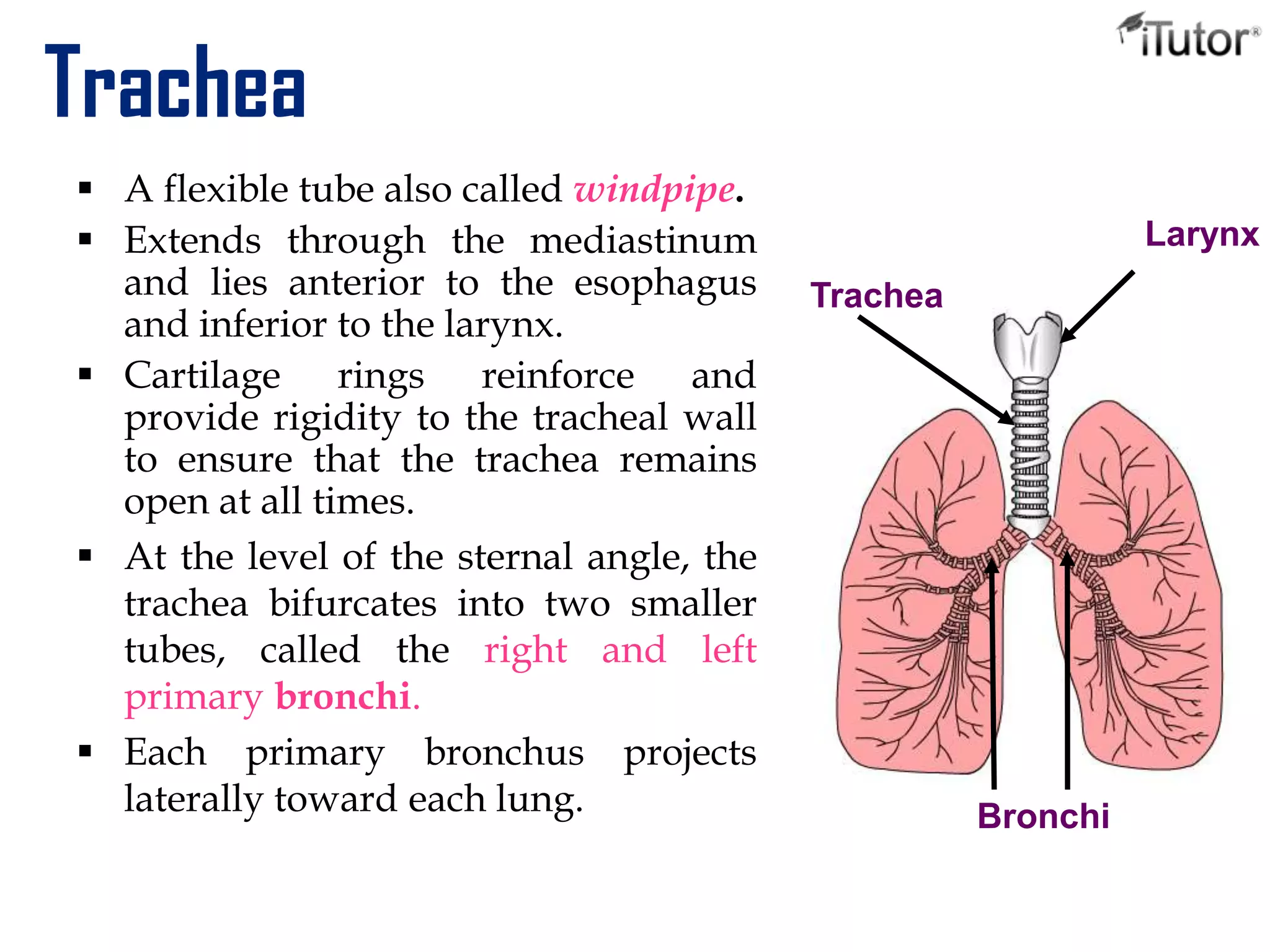 Trachea
 A flexible tube also called windpipe.
 Extends through the mediastinum
and lies anterior to the esophagus
and inferior to the larynx.
 Cartilage rings reinforce and
provide rigidity to the tracheal wall
to ensure that the trachea remains
open at all times.
 At the level of the sternal angle, the
trachea bifurcates into two smaller
tubes, called the right and left
primary bronchi.
 Each primary bronchus projects
laterally toward each lung.
Trachea
Bronchi
Larynx
 