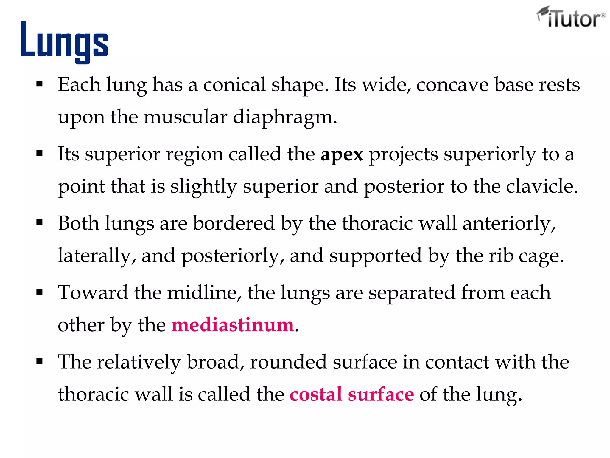 Lungs
 Each lung has a conical shape. Its wide, concave base rests
upon the muscular diaphragm.
 Its superior region called the apex projects superiorly to a
point that is slightly superior and posterior to the clavicle.
 Both lungs are bordered by the thoracic wall anteriorly,
laterally, and posteriorly, and supported by the rib cage.
 Toward the midline, the lungs are separated from each
other by the mediastinum.
 The relatively broad, rounded surface in contact with the
thoracic wall is called the costal surface of the lung.
 
