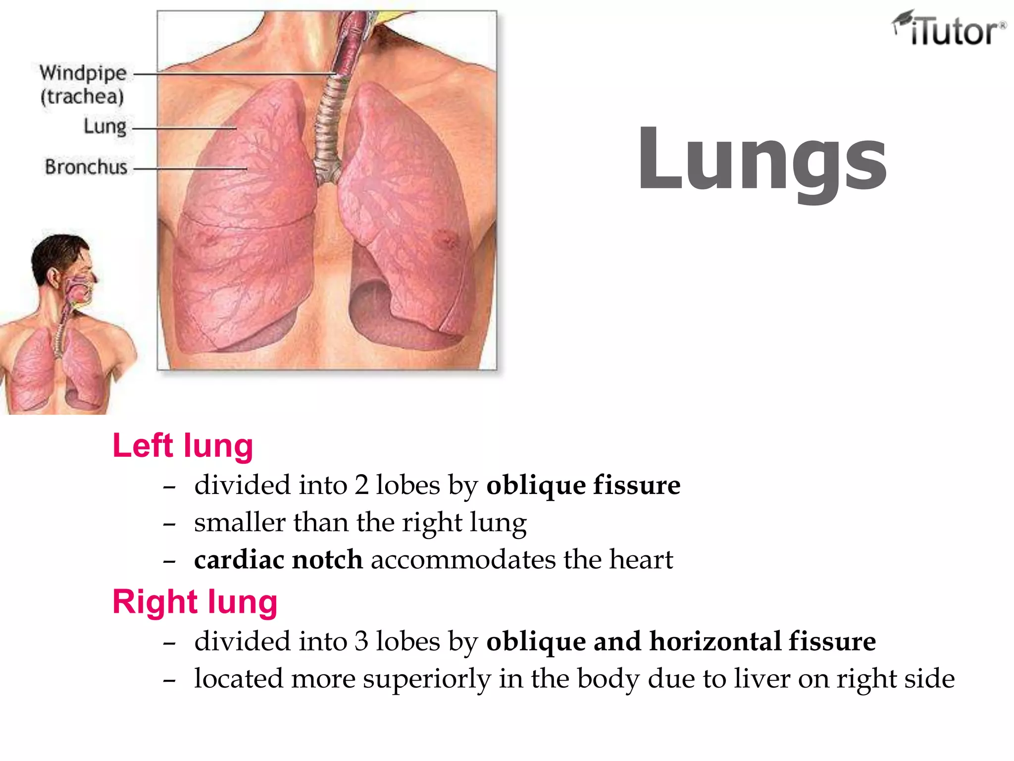 Left lung
– divided into 2 lobes by oblique fissure
– smaller than the right lung
– cardiac notch accommodates the heart
Right lung
– divided into 3 lobes by oblique and horizontal fissure
– located more superiorly in the body due to liver on right side
Lungs
 